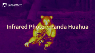 Infrarotfoto von Panda Huahua, aufgenommen mit dem SensorMicro-Infrarotkamerakern