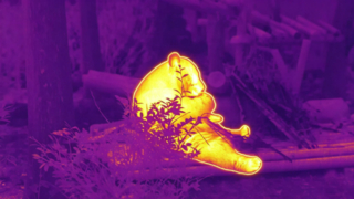 Panda frisst Bambus #ThermaImage #InfraredPanda #Episode1