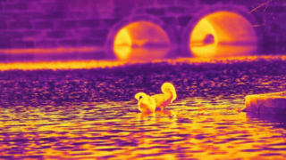 Infrarotschwan – aufgenommen mit einem 640x512/12µm Infrarotkameramodul #shorts #infrared #thermalimaging
